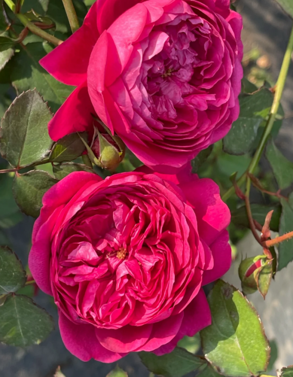 Rose Cartonnage丨Your roses