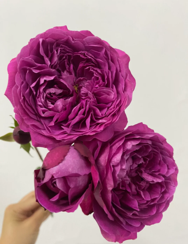 Cartonnage Roses丨Your roses