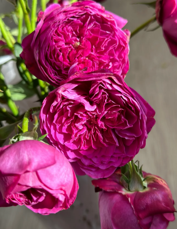 Cartonnage Rose for sale丨Your roses
