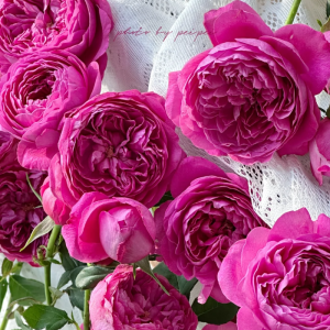 Cartonnage Rose丨Your roses