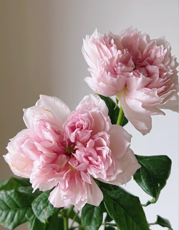 Cecil de Volanges Rose丨Your roses