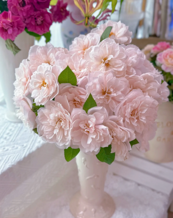 Cecil de Volanges Rose for sale丨Your roses
