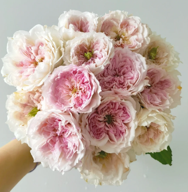 Cecil de Volanges Roses丨Your roses