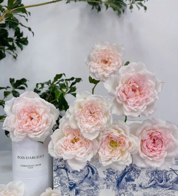 Cecil de Volanges Rose Plant丨Your roses