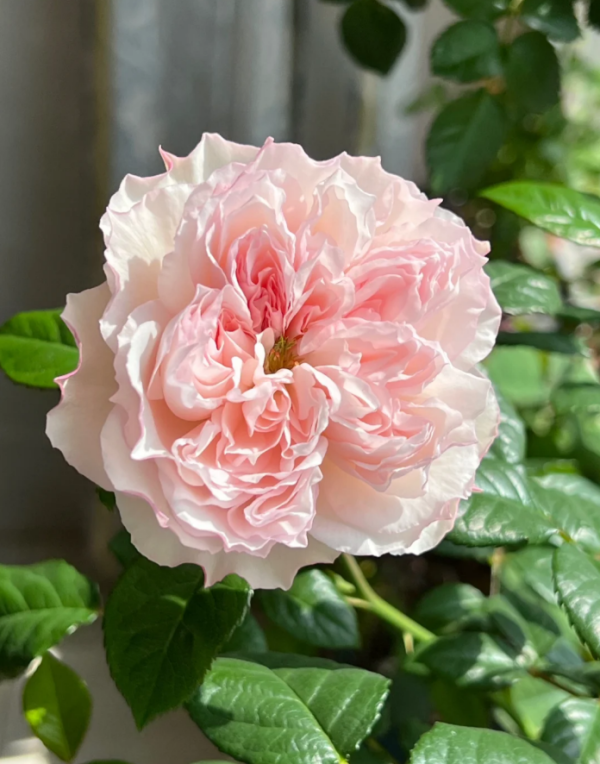Cecil de Volanges Rose丨Your roses