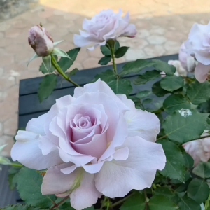 Cest Mignon Rose丨Your roses