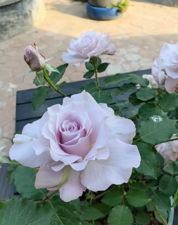 Cest Mignon Rose丨Your roses