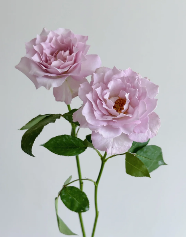 Cest Mignon Rose Plant丨Your roses