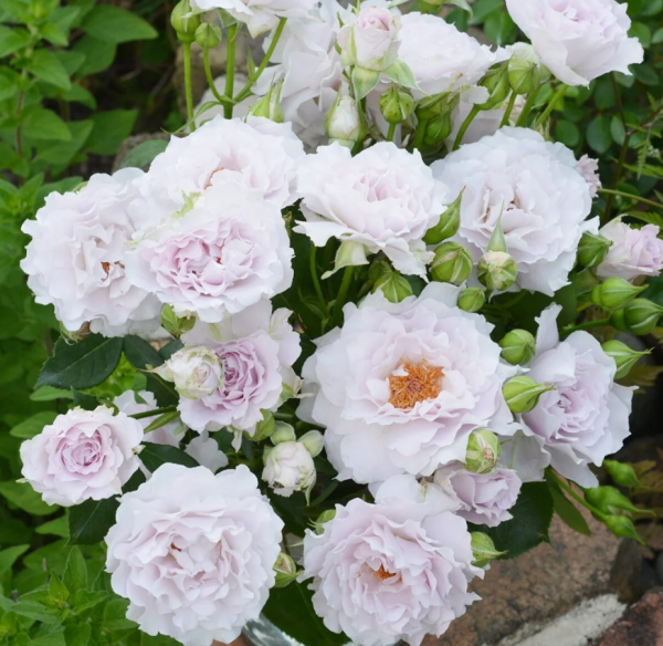 Cest Mignon Rose for sale丨Your roses