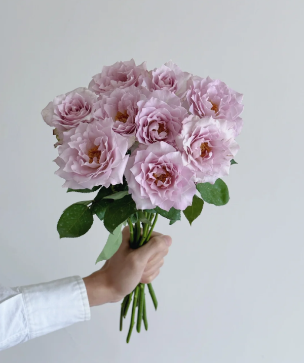 Cest Mignon Roses丨Your roses