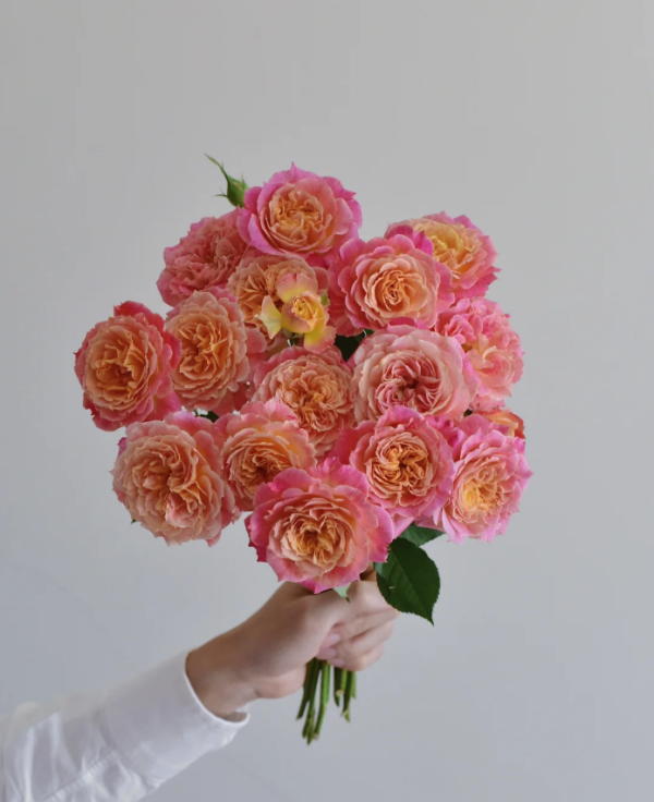 Marianne James Rose 丨Your roses