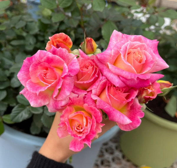 Chaleur Roses丨Your roses