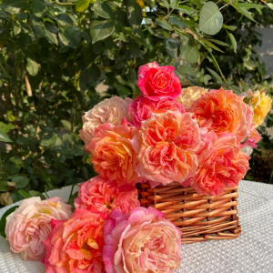 Chaleur Rose Plant丨Your roses