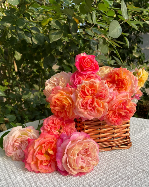 Chaleur Rose Plant丨Your roses