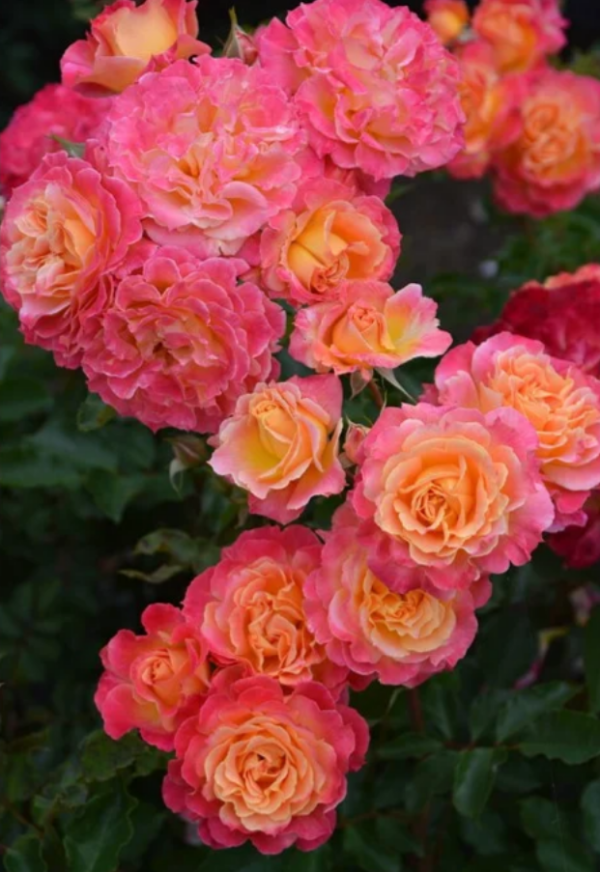 Chaleur Rose for sale丨Your roses