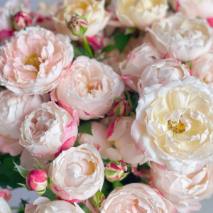 Chance Pom Rose丨Your roses
