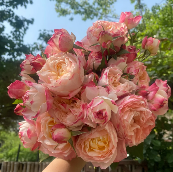 Chance Pom Rose Bush丨Your roses