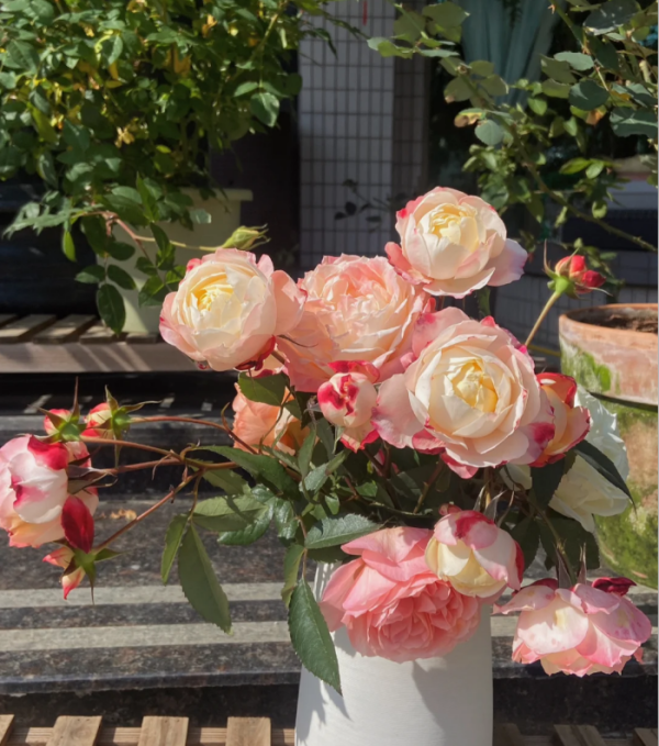 Rose Chance Pom丨Your roses