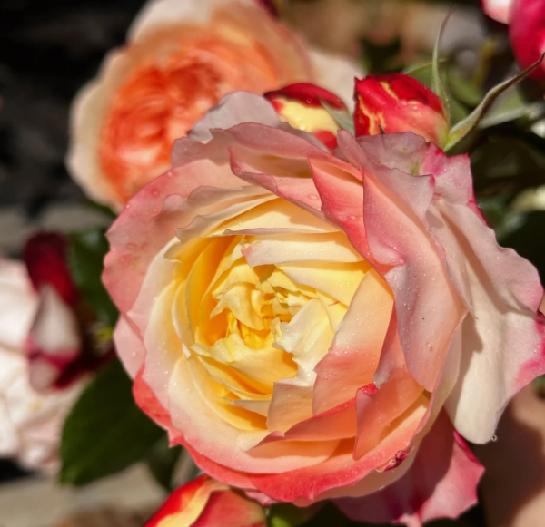 Chance Pom Rose Plant丨Your roses