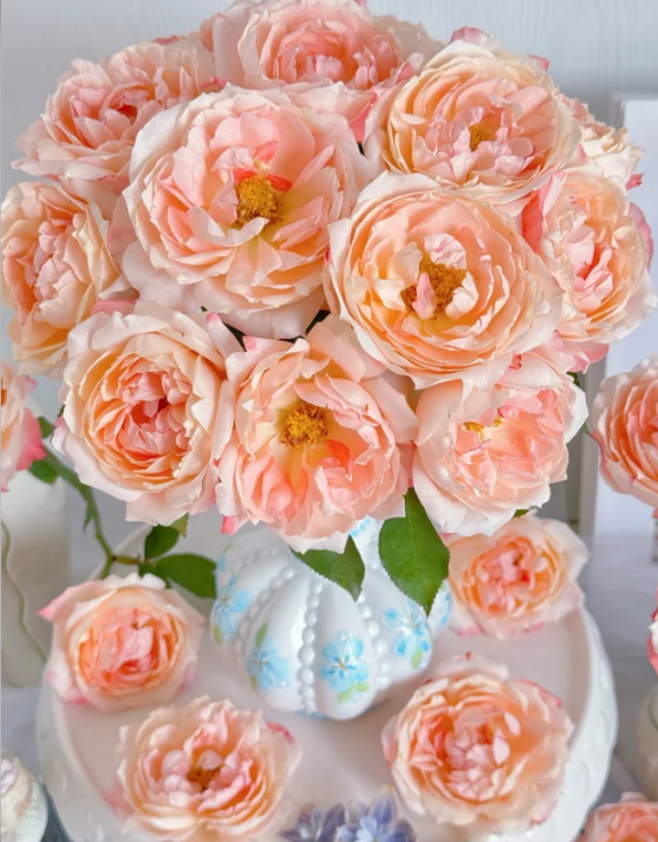 Chance Pom Rose for sale丨Your roses