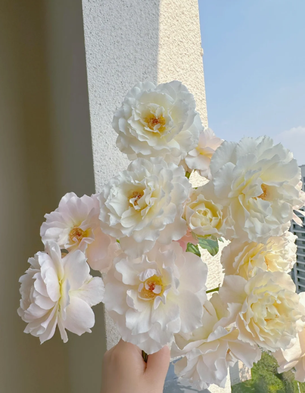 Chou Chou Roses丨Your roses