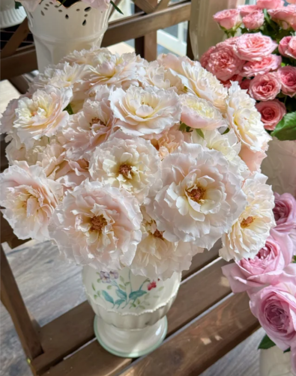 Chou Chou Rose for sale丨Your roses