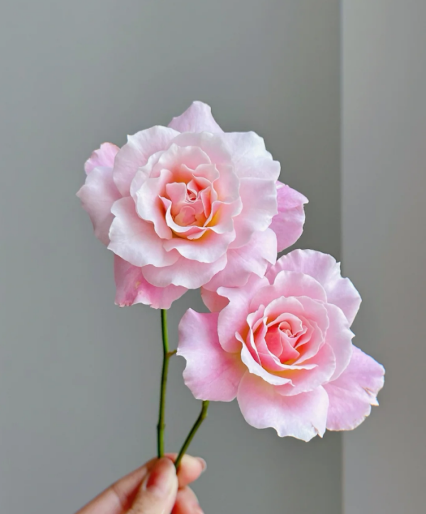 Chou Chou Rose Plant丨Your roses