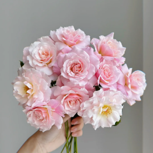 Chou Chou Rose丨Your roses