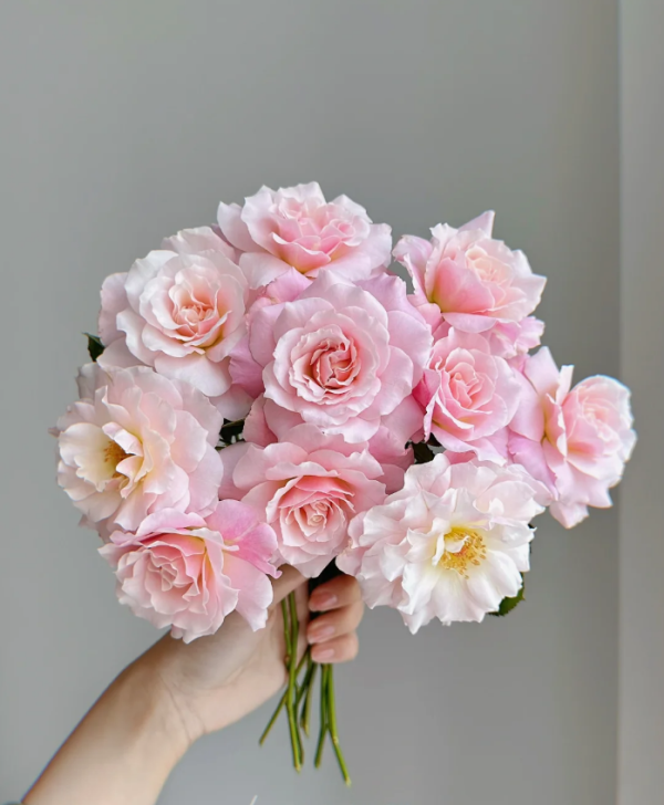 Chou Chou Rose丨Your roses