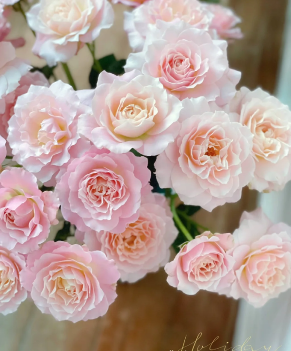 Rose Chou Chou丨Your roses