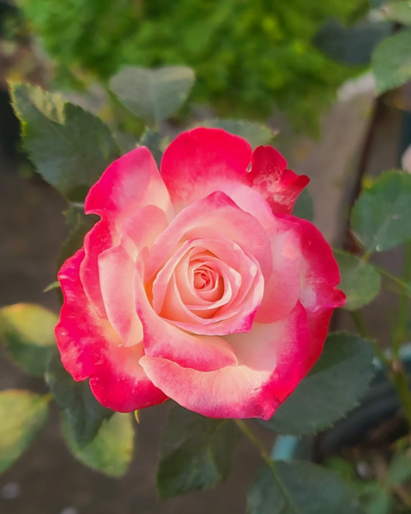 Rose Chun Feng丨Your roses