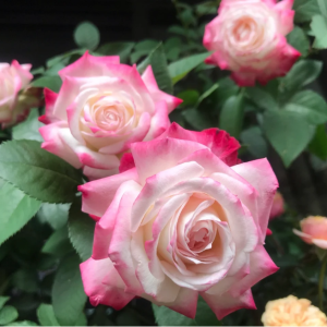 Chun Feng Rose丨Your roses