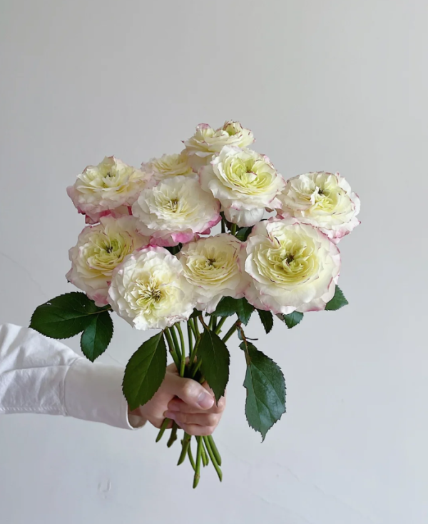 Rose Chuzhuang丨Your roses