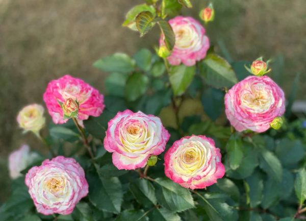 Chuzhuang Roses丨Your roses