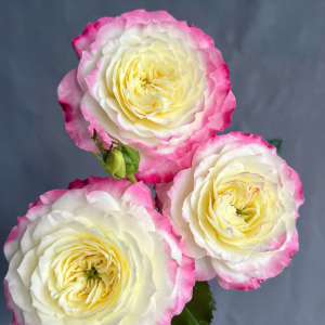 Chuzhuang Rose丨Your roses