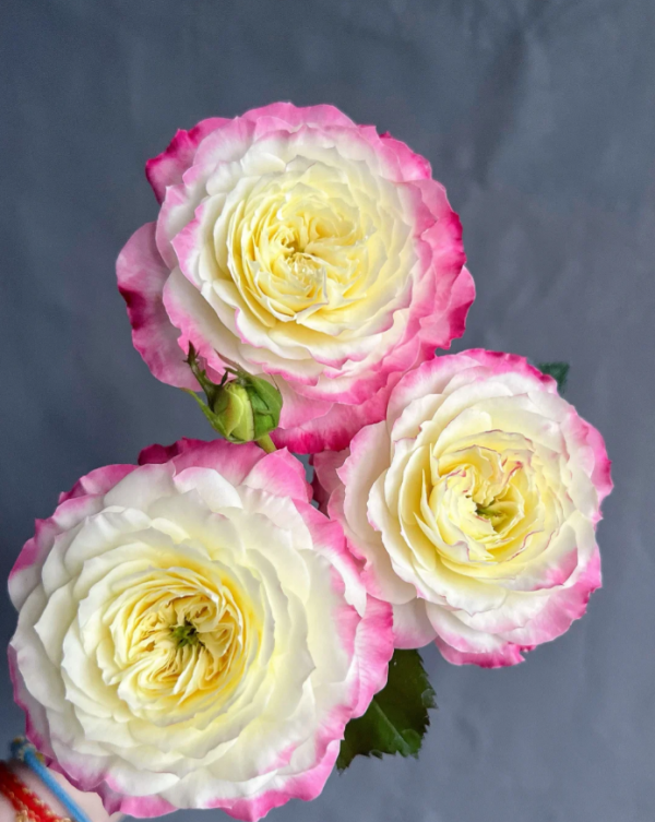 Chuzhuang Rose丨Your roses