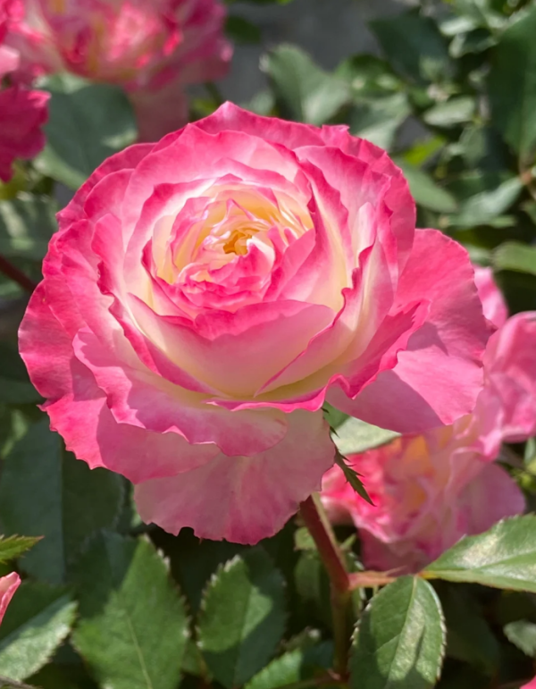 Chuzhuang Rose for sale丨Your roses