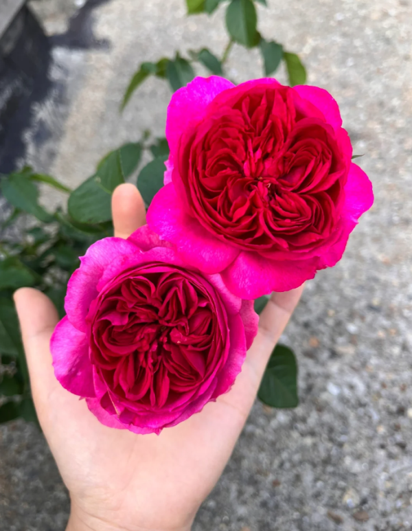 Ci Xuan Roses丨Your roses