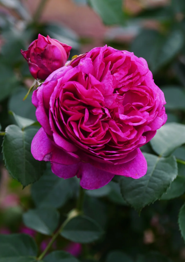 Ci Xuan Rose丨Your roses