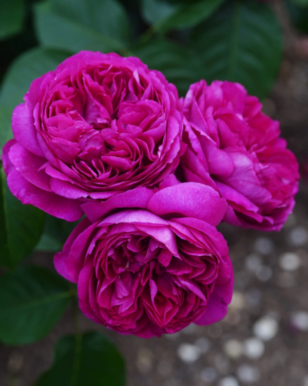Rose Ci Xuan丨Your roses
