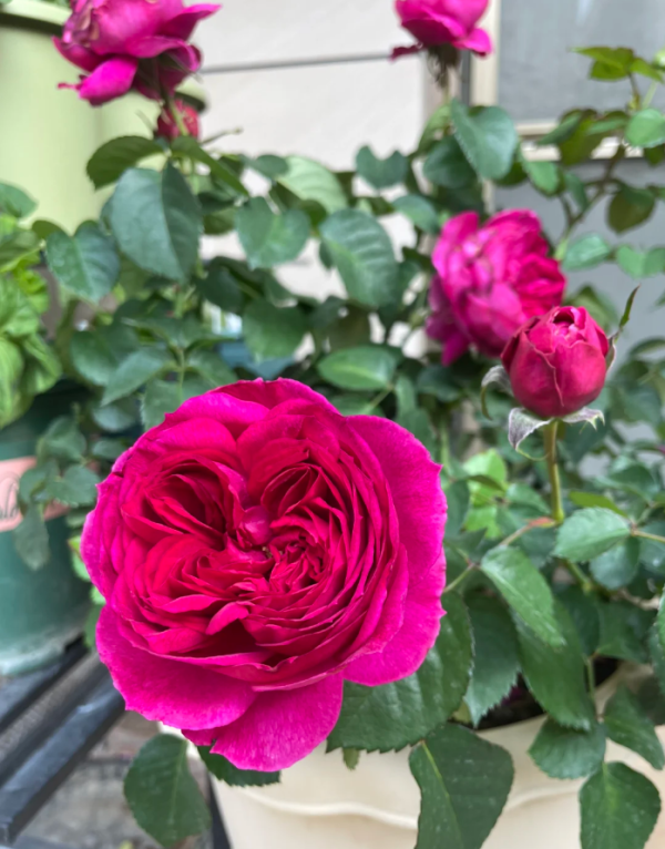 Ci Xuan Rose Plant丨Your roses