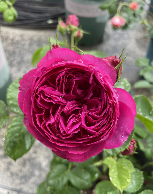 Ci Xuan Rose for sale丨Your roses