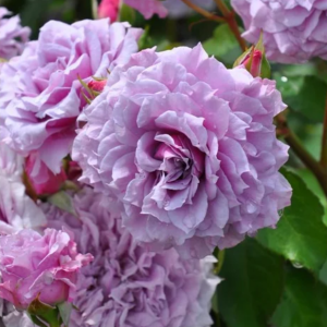 Colin Craven Rose丨Your roses