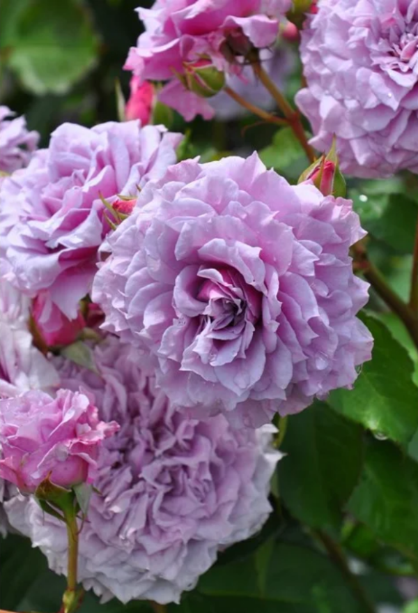 Colin Craven Rose丨Your roses