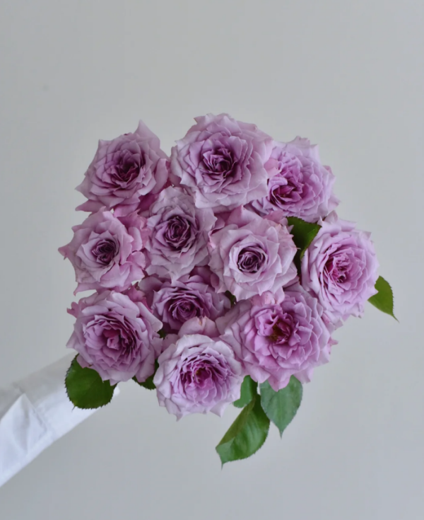 Colin Craven Rose Plant丨Your roses