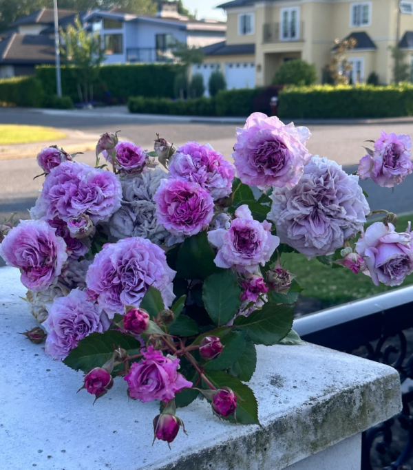 Colin Craven Rose for sale丨Your roses