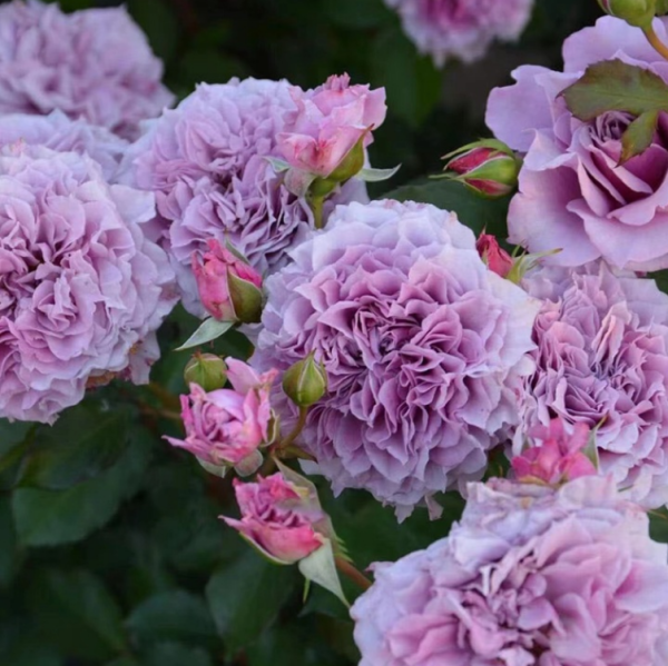 Colin Craven Roses丨Your roses