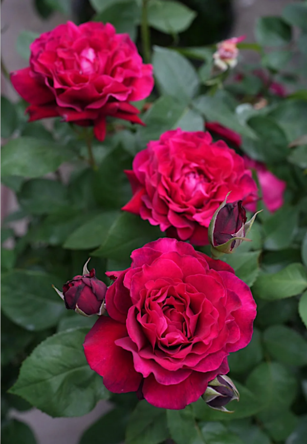 Colline Rouge Rose Plant for sale丨Your roses