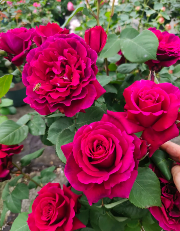 Colline Rouge Rose for sale丨Your roses