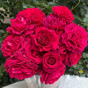 Colline Rouge Rose丨Your roses